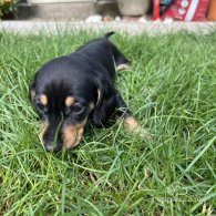 Dachshund (Standard & Miniature) - Both