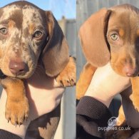 Dachshund (Standard & Miniature) - Both