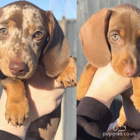 Dachshund (Standard & Miniature) - Both