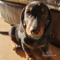 Dachshund (Standard & Miniature) - Both