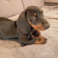 Dachshund (Standard & Miniature) - Both