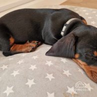 Dachshund (Standard & Miniature) - Both