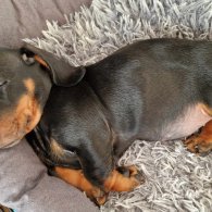 Dachshund (Standard & Miniature) - Both