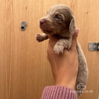 Dachshund (Standard & Miniature) - Both