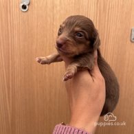 Dachshund (Standard & Miniature) - Both