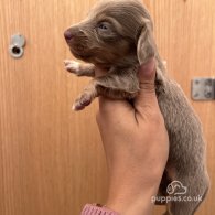 Dachshund (Standard & Miniature) - Both