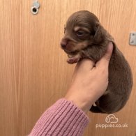 Dachshund (Standard & Miniature) - Both