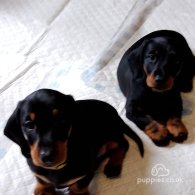 Dachshund (Standard & Miniature) - Dogs