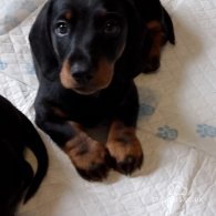 Dachshund (Standard & Miniature) - Dogs