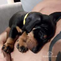 Dachshund (Standard & Miniature) - Dogs