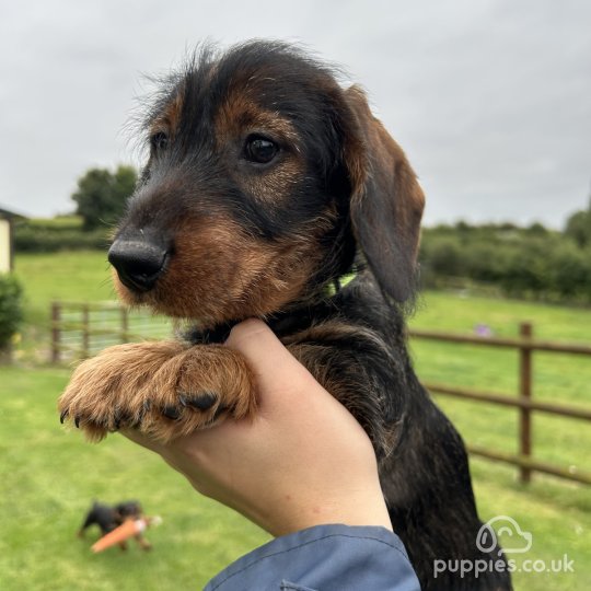 Dachshund (Standard & Miniature) - Dogs