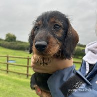 Dachshund (Standard & Miniature) - Dogs