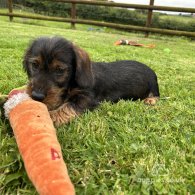 Dachshund (Standard & Miniature) - Dogs