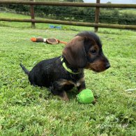 Dachshund (Standard & Miniature) - Dogs