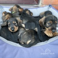 Dachshund (Standard & Miniature) - Dogs