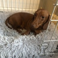 Dachshund (Standard & Miniature) - Dogs