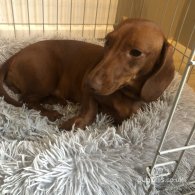 Dachshund (Standard & Miniature) - Dogs