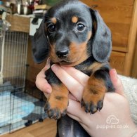 Dachshund (Standard & Miniature) - Dogs