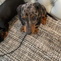 Dachshund (Standard & Miniature) - Both