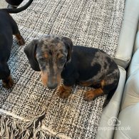 Dachshund (Standard & Miniature) - Both