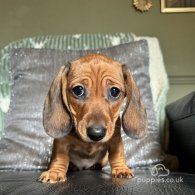 Dachshund (Standard & Miniature) - Bitches