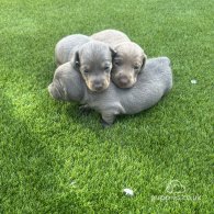 Dachshund (Standard & Miniature) - Dogs