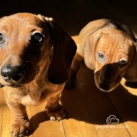 Dachshund (Standard & Miniature) - Bitches