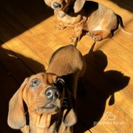 Dachshund (Standard & Miniature) - Bitches