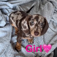 Dachshund (Standard & Miniature) - Both