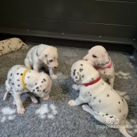 Dalmatian - Both