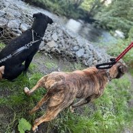 Dogue De Bordeaux - Both