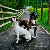 Dogue De Bordeaux - Both