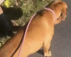 Dogue De Bordeaux