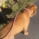 Dogue De Bordeaux