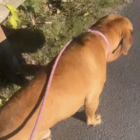 Dogue De Bordeaux