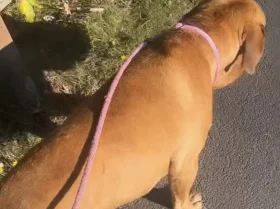 Dogue De Bordeaux