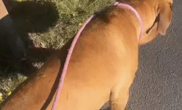 Dogue De Bordeaux