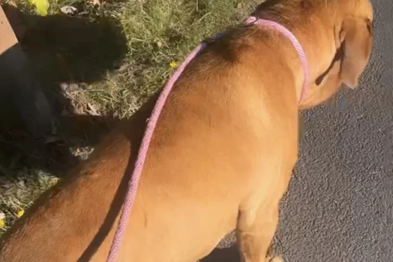 Dogue De Bordeaux