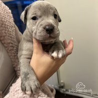 Dorset Olde Tyme Bulldogge - Both