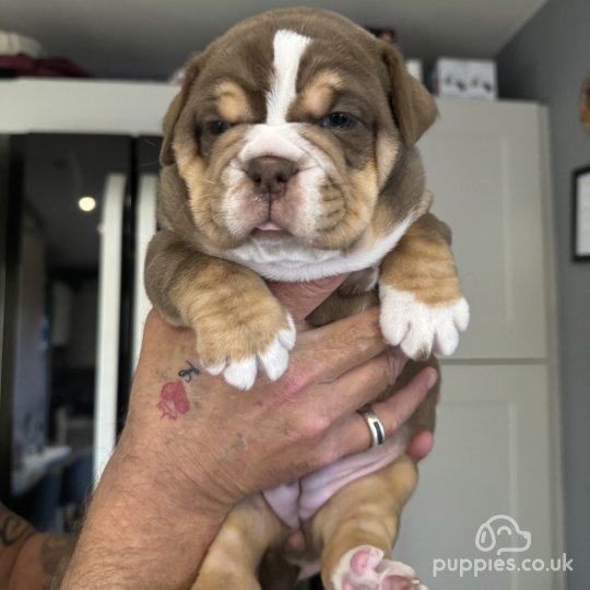 Dorset Olde Tyme Bulldogge - Both