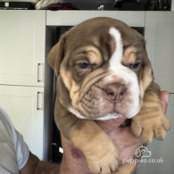 Dorset Olde Tyme Bulldogge - Both