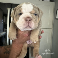 Dorset Olde Tyme Bulldogge - Both