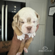 Dorset Olde Tyme Bulldogge - Both