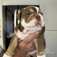 Dorset Olde Tyme Bulldogge - Both