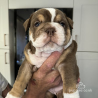 Dorset Olde Tyme Bulldogge - Both