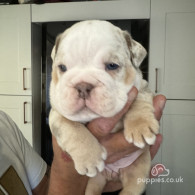 Dorset Olde Tyme Bulldogge - Both