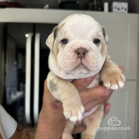 Dorset Olde Tyme Bulldogge - Both