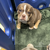 Dorset Olde Tyme Bulldogge - Both