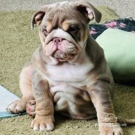 English Bulldog - Bitches