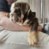 English Bulldog - Dogs